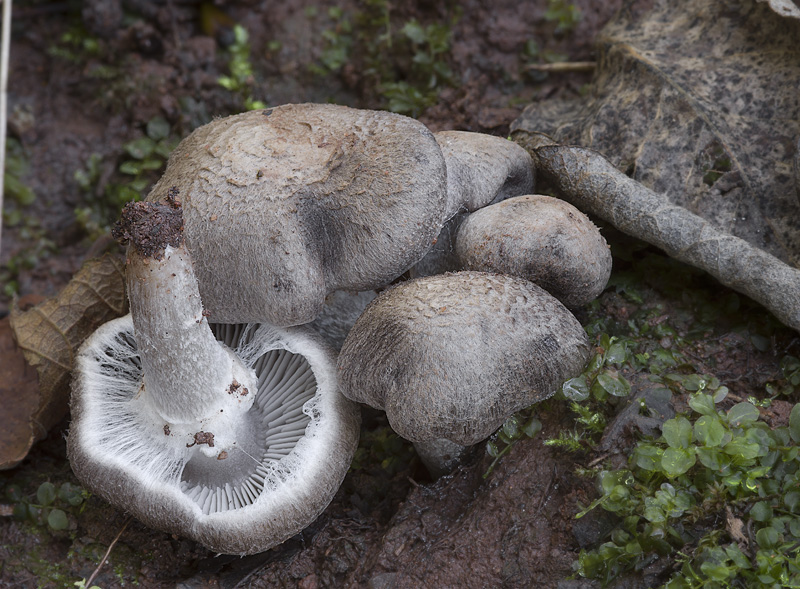 Tricholoma cingulatum